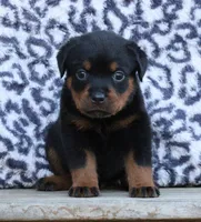 Gray Girl, a female Rottweiler for sale in Rentz, GA – 5 of 8