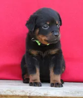 Lime Girl, a female Rottweiler for sale in Rentz, GA – 8 of 9