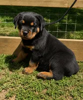 Red Male, a male Rottweiler for sale in Rentz, GA – 1 of 3