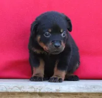 Lime Girl, a female Rottweiler for sale in Rentz, GA – 6 of 9
