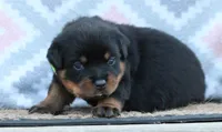 Yellow, a female Rottweiler for sale in Rentz, GA – 5 of 6