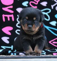 Red, a male Rottweiler for sale in Rentz, GA – 2 of 6