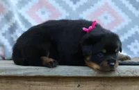 Pink, a female Rottweiler for sale in Rentz, GA – 3 of 9