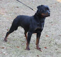 Mara, a female Rottweiler for sale in Rentz, GA – 3 of 3