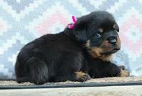 Pink, a female Rottweiler for sale in Rentz, GA – 7 of 9