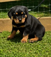 Pink Girl, a female Rottweiler for sale in Rentz, GA – 2 of 3