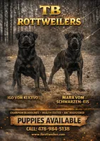 Pink, a female Rottweiler for sale in Rentz, GA – 9 of 9