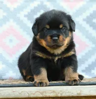 Pink, a female Rottweiler for sale in Rentz, GA – 6 of 9