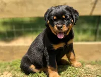 Yellow Girl, a female Rottweiler for sale in Rentz, GA – 3 of 8