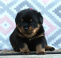 Pink, a female Rottweiler for sale in Rentz, GA – 2 of 9