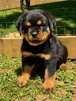 Orange Male, a male Rottweiler for sale in Rentz, GA – 2 of 4