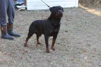 Igo, a male Rottweiler for sale in Rentz, GA – 2 of 4