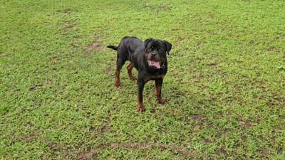 Princess, a female Rottweiler for sale in Rentz, GA – 7 of 8