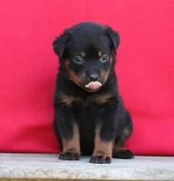 Lime Girl, a female Rottweiler for sale in Rentz, GA – 9 of 9