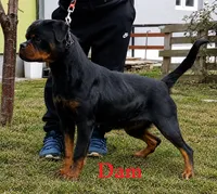 Yellow Girl, a female Rottweiler for sale in Rentz, GA – 5 of 8