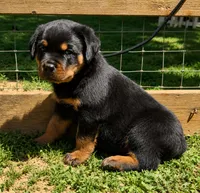 Red Male, a male Rottweiler for sale in Rentz, GA – 2 of 3