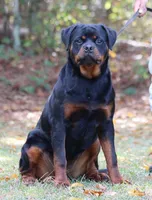 Princess, a female Rottweiler for sale in Rentz, GA – 3 of 3