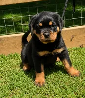 Pink Girl, a female Rottweiler for sale in Rentz, GA – 3 of 3