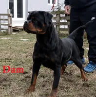 Purple Girl, a female Rottweiler for sale in Rentz, GA – 7 of 7