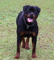 Princess, a female Rottweiler for sale in Rentz, GA – 5 of 8