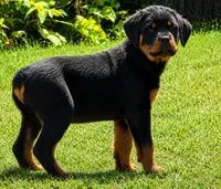Purple Girl, a female Rottweiler for sale in Rentz, GA – 1 of 4