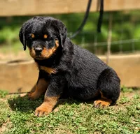 Purple Girl, a female Rottweiler for sale in Rentz, GA – 3 of 7