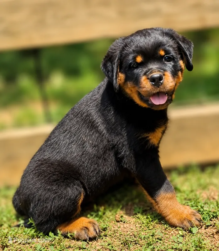 Yellow Girl – Rottweiler puppy for sale in Rentz, GA