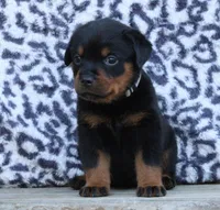 Gray Girl, a female Rottweiler for sale in Rentz, GA – 1 of 8