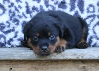 Pink Female, a female Rottweiler for sale in Rentz, GA – 2 of 8