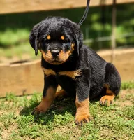 Purple Girl, a female Rottweiler for sale in Rentz, GA – 2 of 7