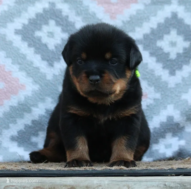Yellow – Rottweiler puppy for sale in Rentz, GA