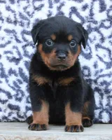 Gray Girl, a female Rottweiler for sale in Rentz, GA – 2 of 8