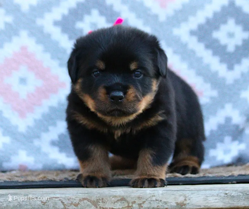 Pink – Rottweiler puppy for sale in Rentz, GA