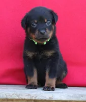 Lime Girl, a female Rottweiler for sale in Rentz, GA – 5 of 9