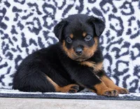 Pink Female, a female Rottweiler for sale in Rentz, GA – 5 of 8