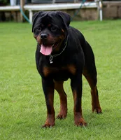 Princess, a female Rottweiler for sale in Rentz, GA – 6 of 8