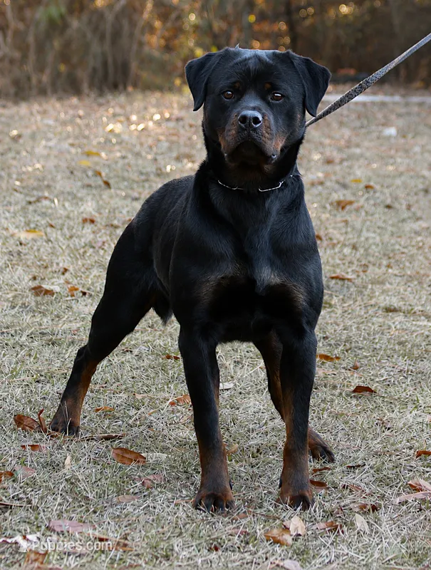 Mara – Rottweiler puppy for sale in Rentz, GA
