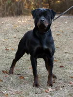 Mara, a female Rottweiler for sale in Rentz, GA – 1 of 3