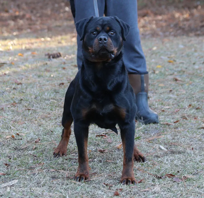 Igo – Rottweiler puppy for sale in Rentz, GA