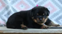 Pink, a female Rottweiler for sale in Rentz, GA – 4 of 9