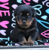 Red, a male Rottweiler for sale in Rentz, GA – 3 of 6