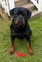 Yellow Girl, a female Rottweiler for sale in Rentz, GA – 8 of 8