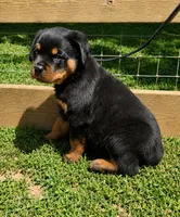 Red Male, a male Rottweiler for sale in Rentz, GA – 3 of 3