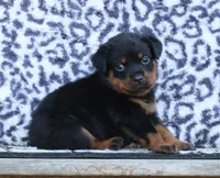 Pink Female, a female Rottweiler for sale in Rentz, GA – 4 of 8