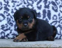 Pink Female, a female Rottweiler for sale in Rentz, GA – 3 of 8