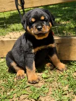 Orange Male, a male Rottweiler for sale in Rentz, GA – 3 of 4