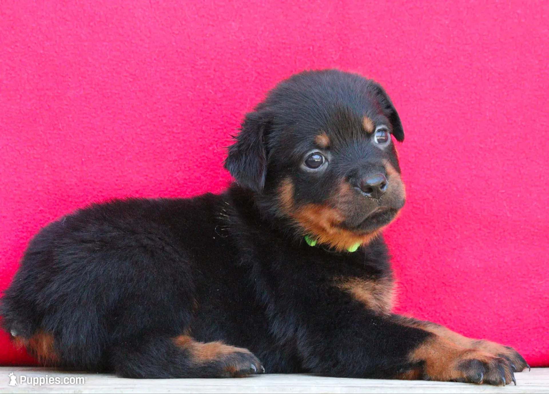 Lime Girl, a female Rottweiler for sale in Rentz, GA – 1 of 9