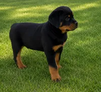 Red Male, a male Rottweiler for sale in Rentz, GA – 2 of 2