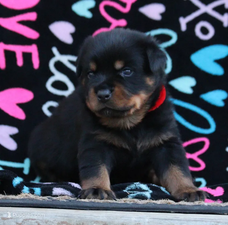 Red – Rottweiler puppy for sale in Rentz, GA
