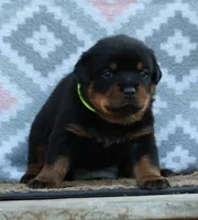 Yellow, a female Rottweiler for sale in Rentz, GA – 2 of 6